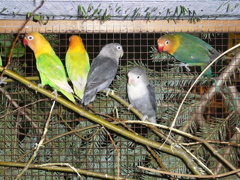 Ortsschau Langenberg 2008 257.jpg - Voliere von Werner Winkenhoff